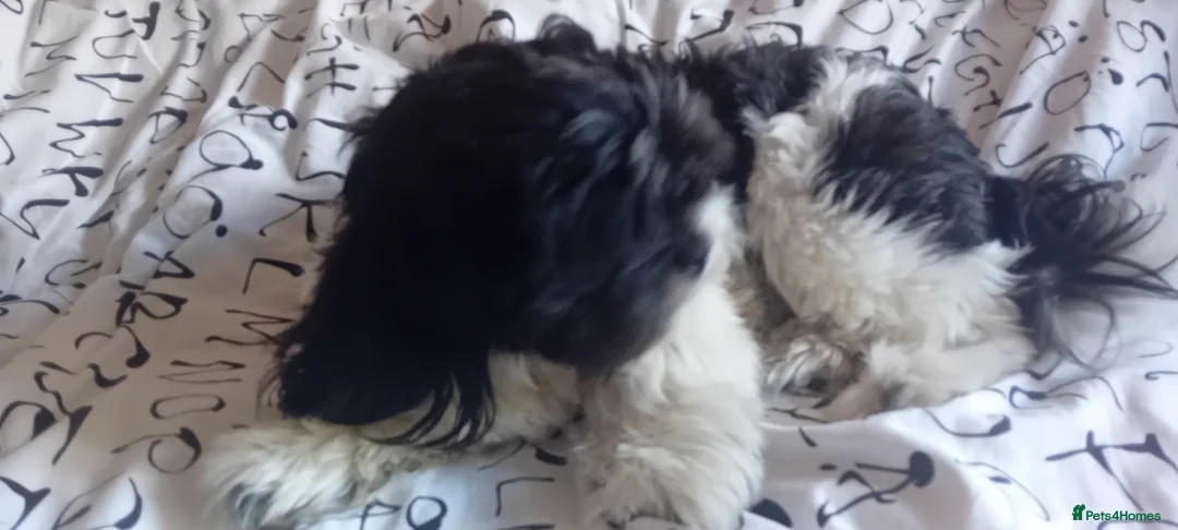 Shih Tzu dogs for stud: Sonic  - Advert 2