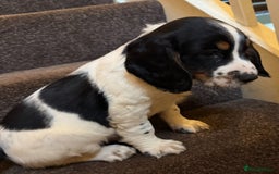English Springer Spaniel dogs for sale: KC Calm English Springer Spaniel Puppies - Image 10