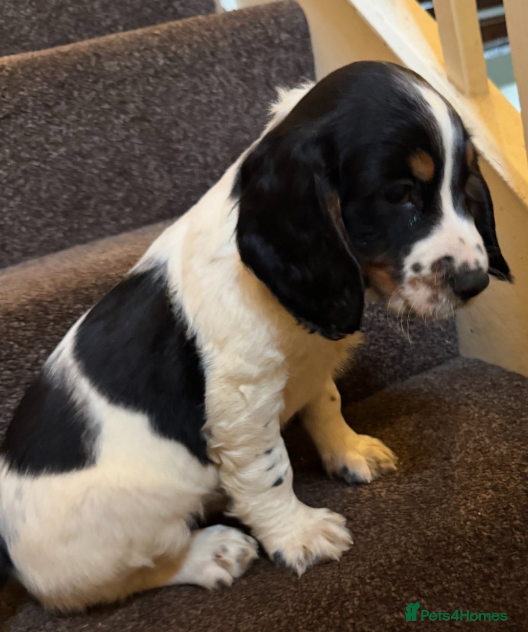 English Springer Spaniel dogs for sale: KC Calm English Springer Spaniel Puppies - Image 10