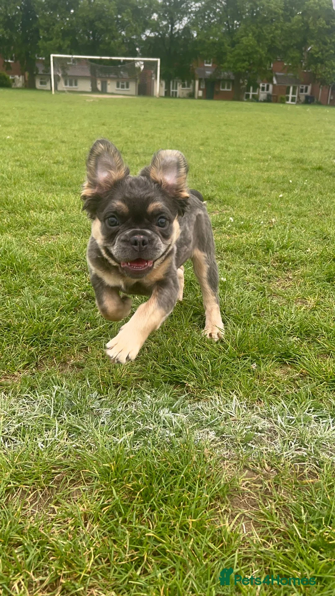 French Bulldog dogs for sale: Fluffy French Bulldog  - Advert 2