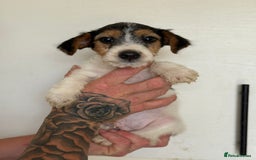 Jack Russell dogs for sale: Jack Russell  - Image 4