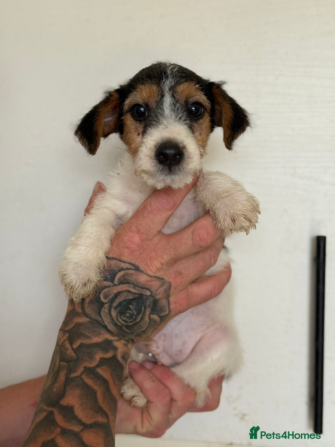 Jack Russell dogs for sale: Jack Russell  - Image 4