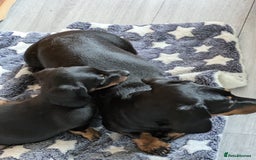 Miniature Dachshund dogs for sale: Miniature Dachshund  - Image 9