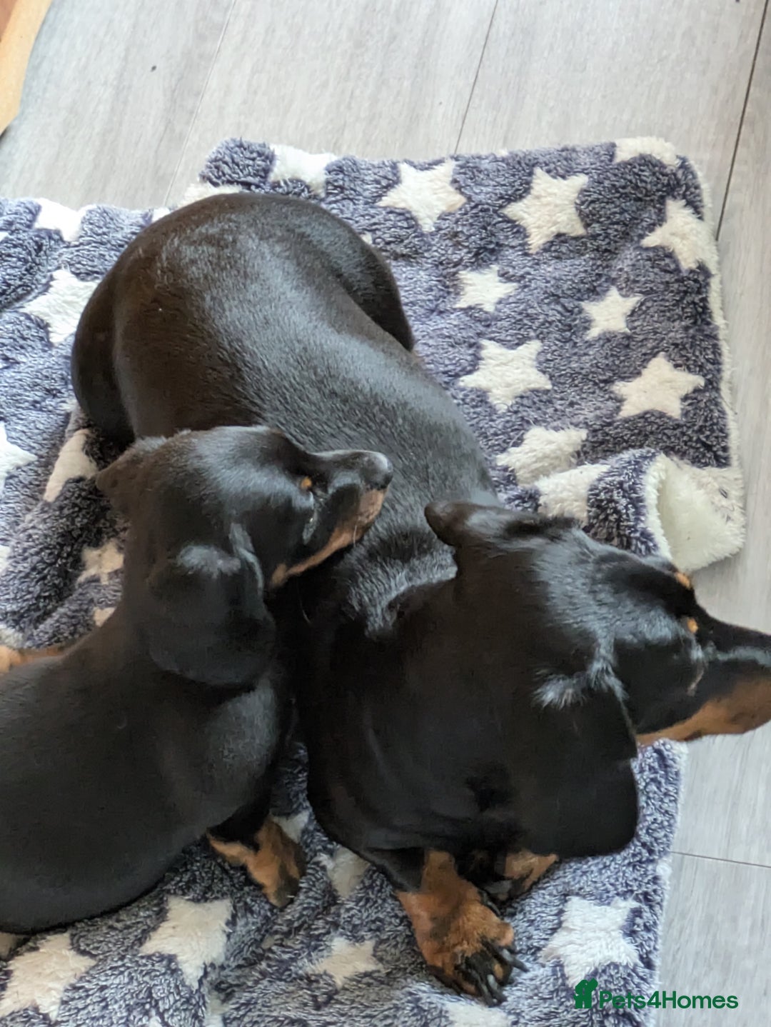 Miniature Dachshund dogs for sale: Miniature Dachshund  - Image 9