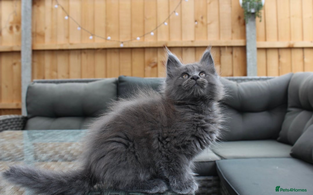 Maine Coon cats for sale: TICA registered, Blue Solid Maine Coon kittens - Image 16