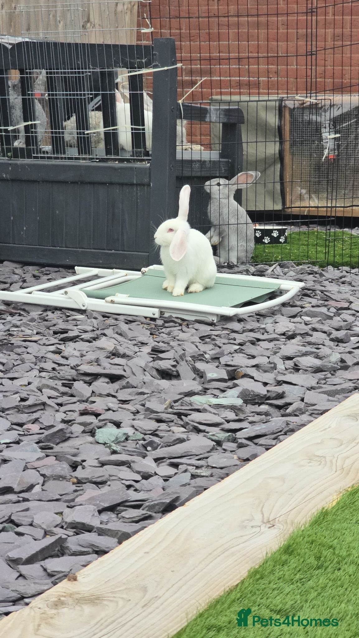 Continental Giant rabbits Continental Giant cross Mini Lop bunnies - Advert 2