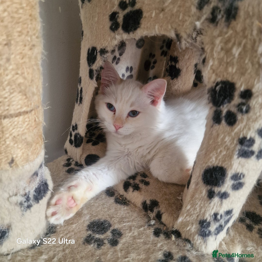 Ragdoll cats for sale: Pure loving ragdool ready for new home  - Image 6