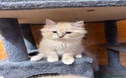 Ragdoll cats for sale: Stunning Registered Ragdoll Kittens - Image 4