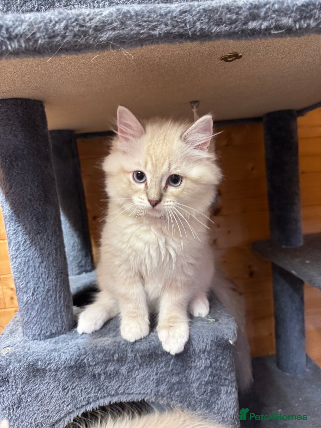 Ragdoll cats for sale: Stunning Registered Ragdoll Kittens - Image 4