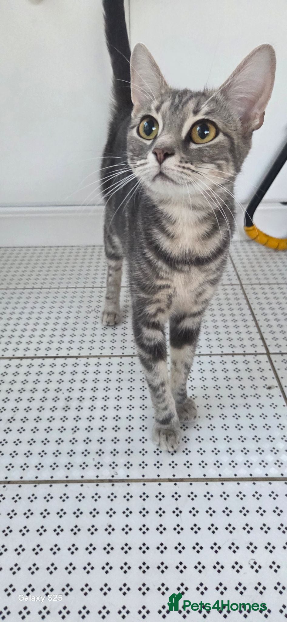 Mixed Breed cats 5 Beautiful Persian Cross Kittens - Advert 1