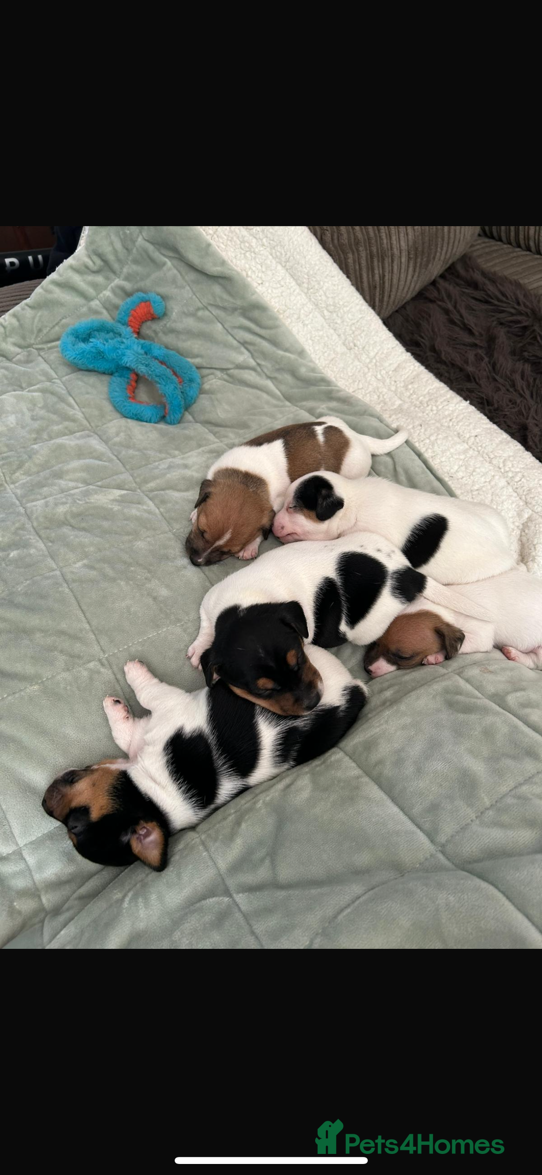 Jack Russell dogs for sale: Beautiful short legged Jack Russell babies  - Image 20