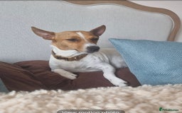Jack Russell dogs for sale: 2 full jack russells boys - Image 2