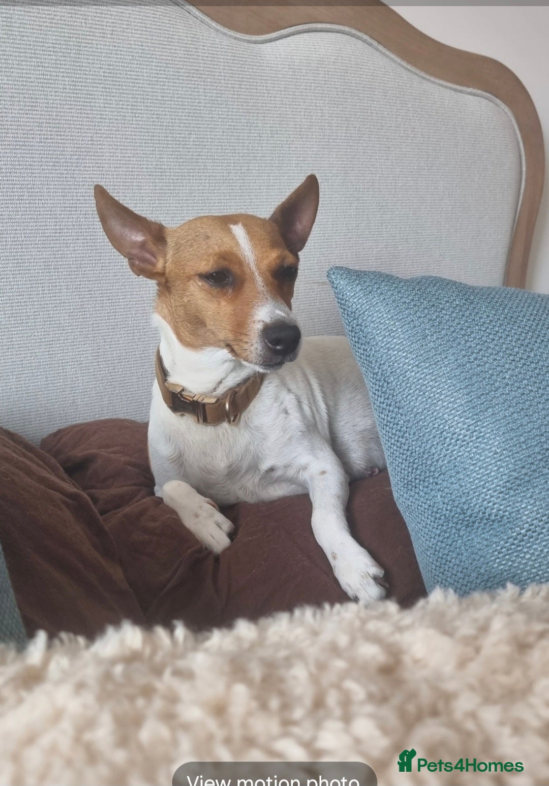 Jack Russell dogs for sale: 2 full jack russells boys - Image 2