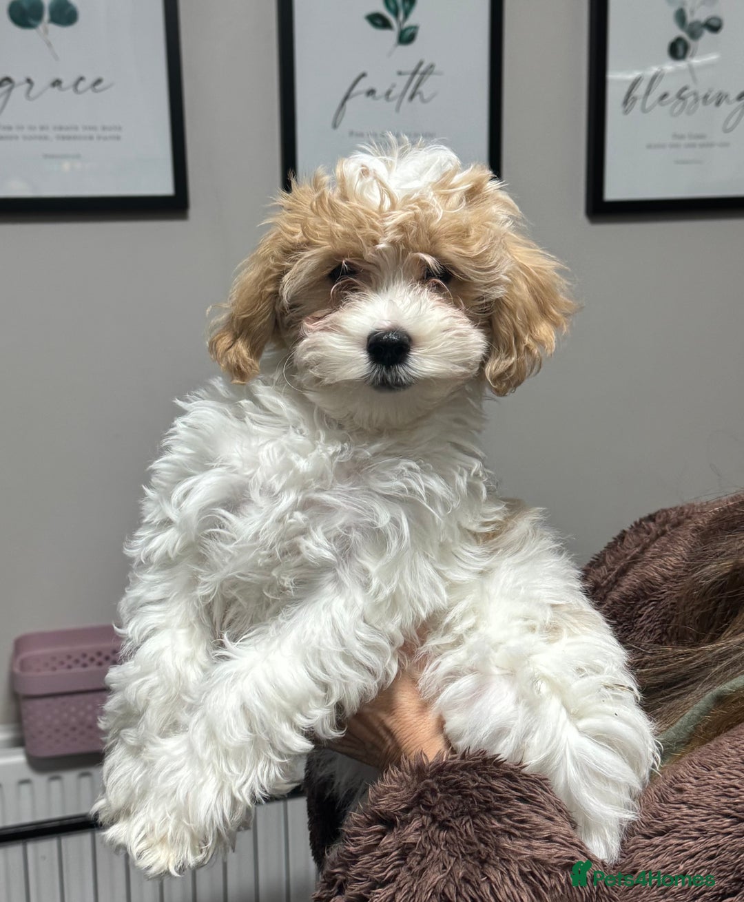 Maltipoo dogs for sale: 2 GORGEOUS FEMALE MALTIPOO PUPPIES - Advert 11