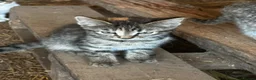Mixed Breed cats for sale: Farm kittens looking for homes - Advert 4