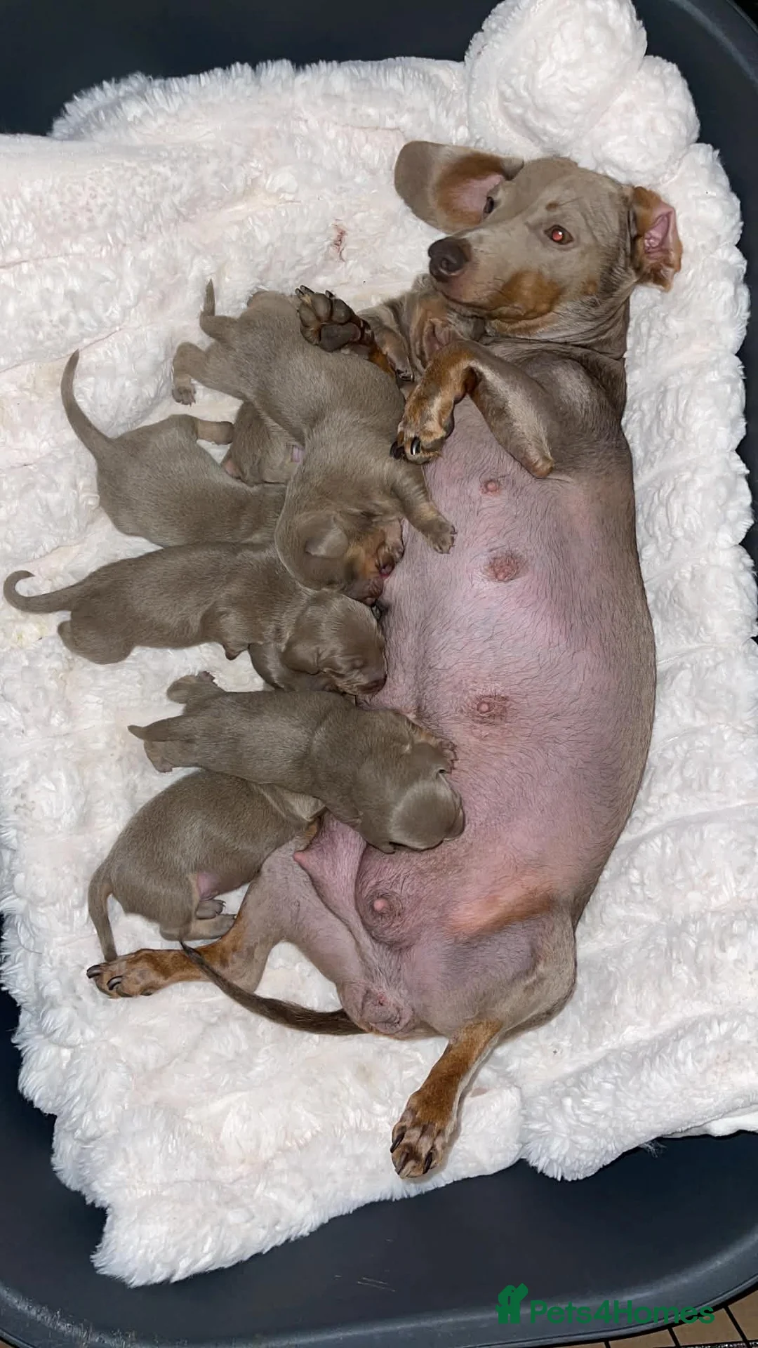 Miniature Dachshund dogs for sale: MINIATURE DACHSHUNDS KC REGISTERED in Manningtree - Advert 5