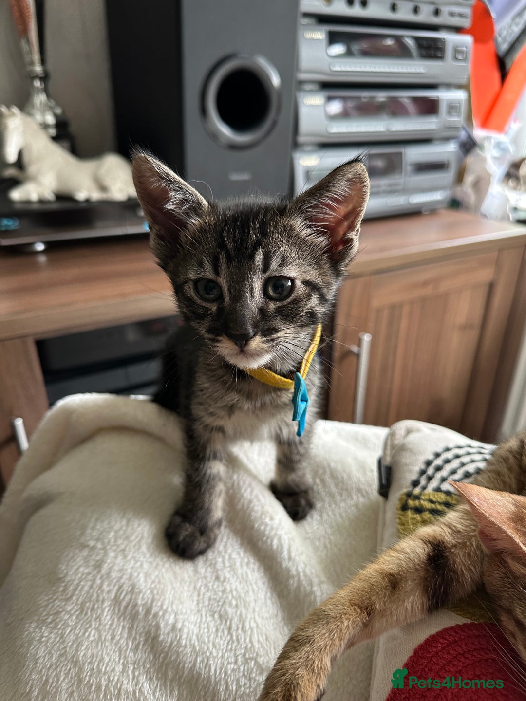 Savannah cats for sale: Savannahs  - Image 12