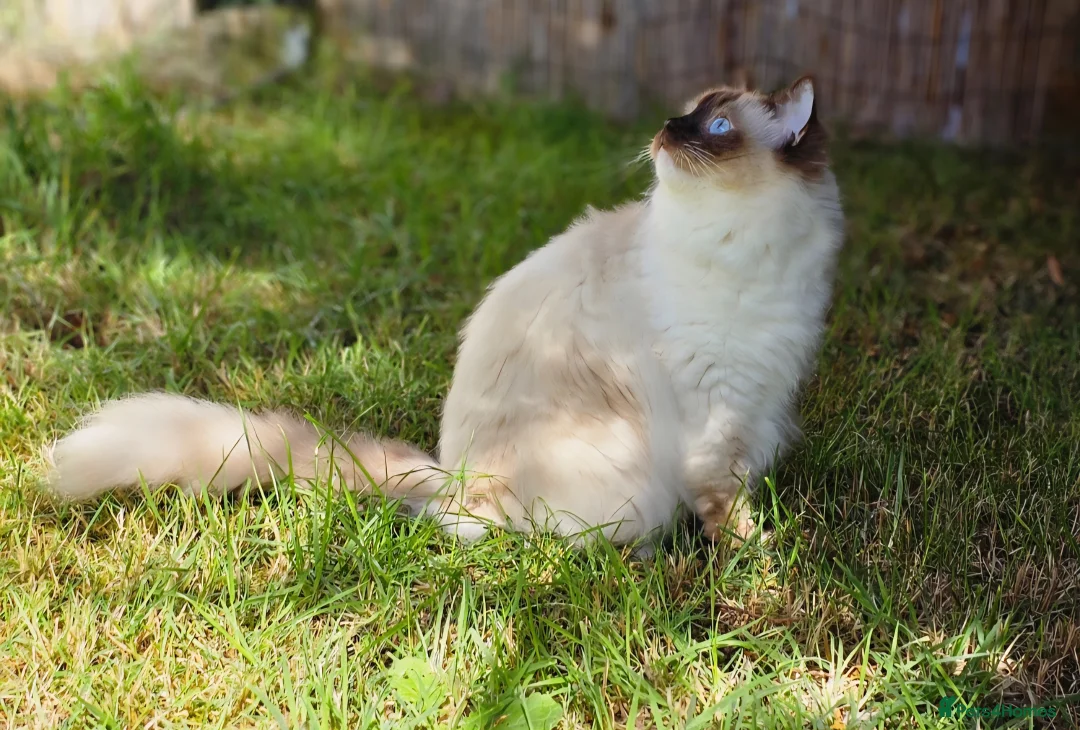 Ragdoll cats for sale: Beautiful Ragdoll rare Chocolate colour in Glasgow - Advert 2