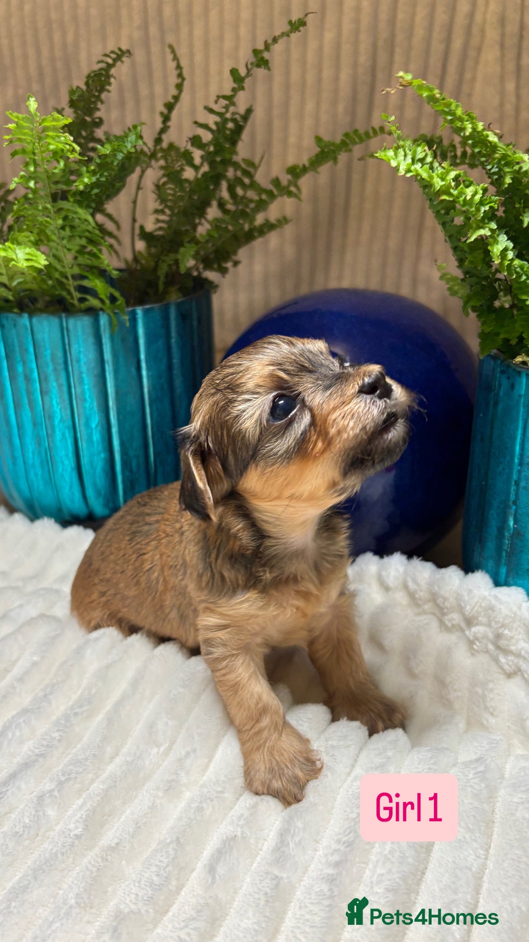 Havanese dogs for sale: 9 Beautiful Havanese Pedigree Puppies  - Advert 20