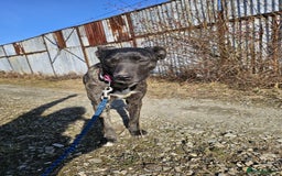 Mixed Breed dogs for adoption: A Beautiful and Gentle Girl - for a Loving Home - Image 32