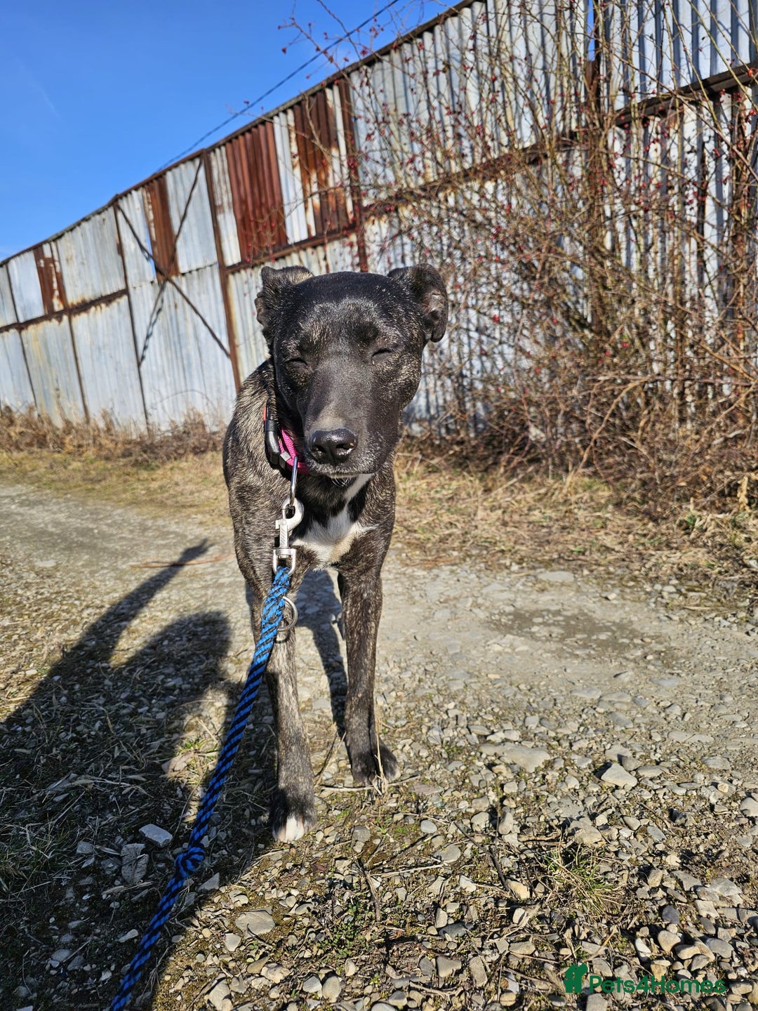 Mixed Breed dogs for adoption: A Beautiful and Gentle Girl - for a Loving Home - Image 32