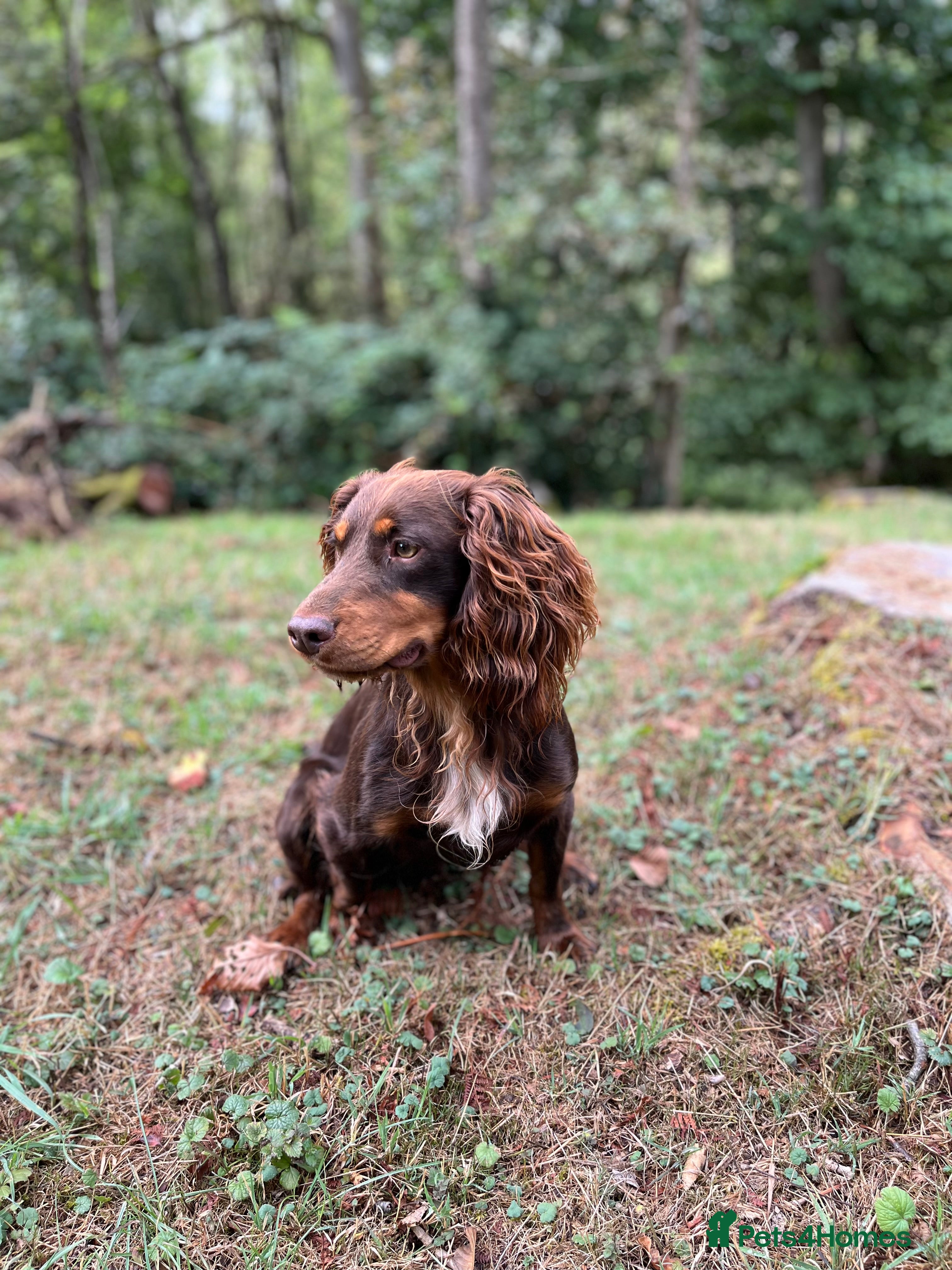 Cocker Spaniel dogs HEALTH TESTED SMALL TYPE KC COCKER SPANIEL STUD - Advert 2