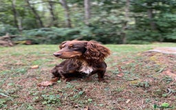 Cocker Spaniel dogs for stud: HEALTH TESTED SMALL TYPE KC COCKER SPANIEL STUD - Image 1