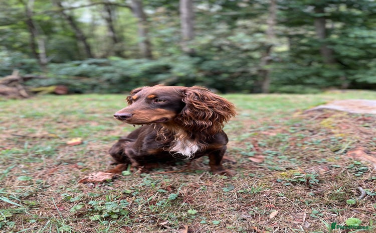Cocker Spaniel dogs - Advert 14