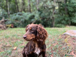 Cocker Spaniel dogs - Advert 14