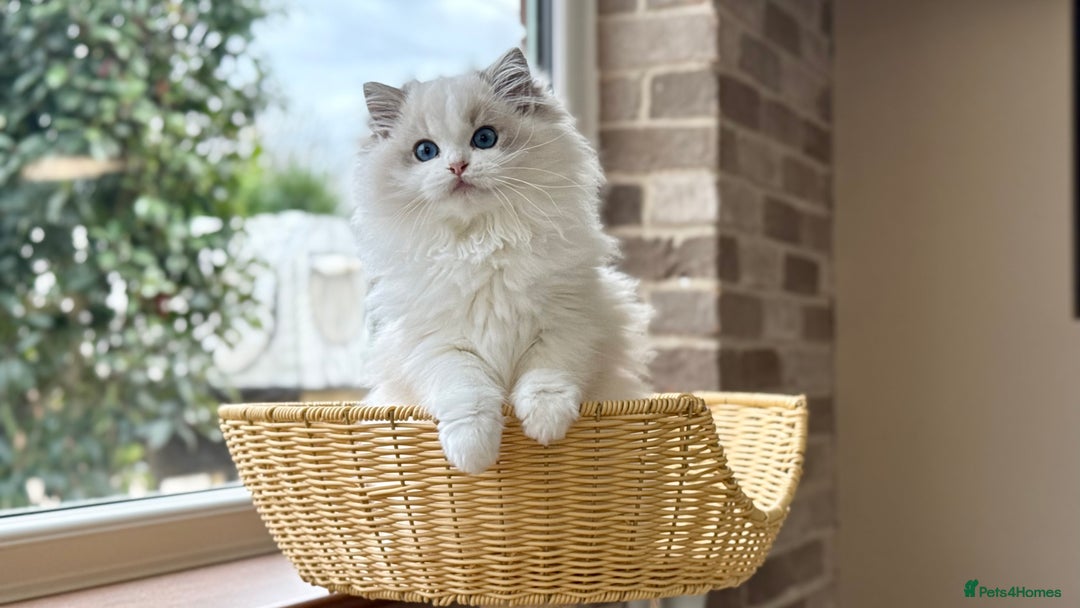 Ragdoll cats for sale: ❤️ Stunning girl ❤️ - Image 13