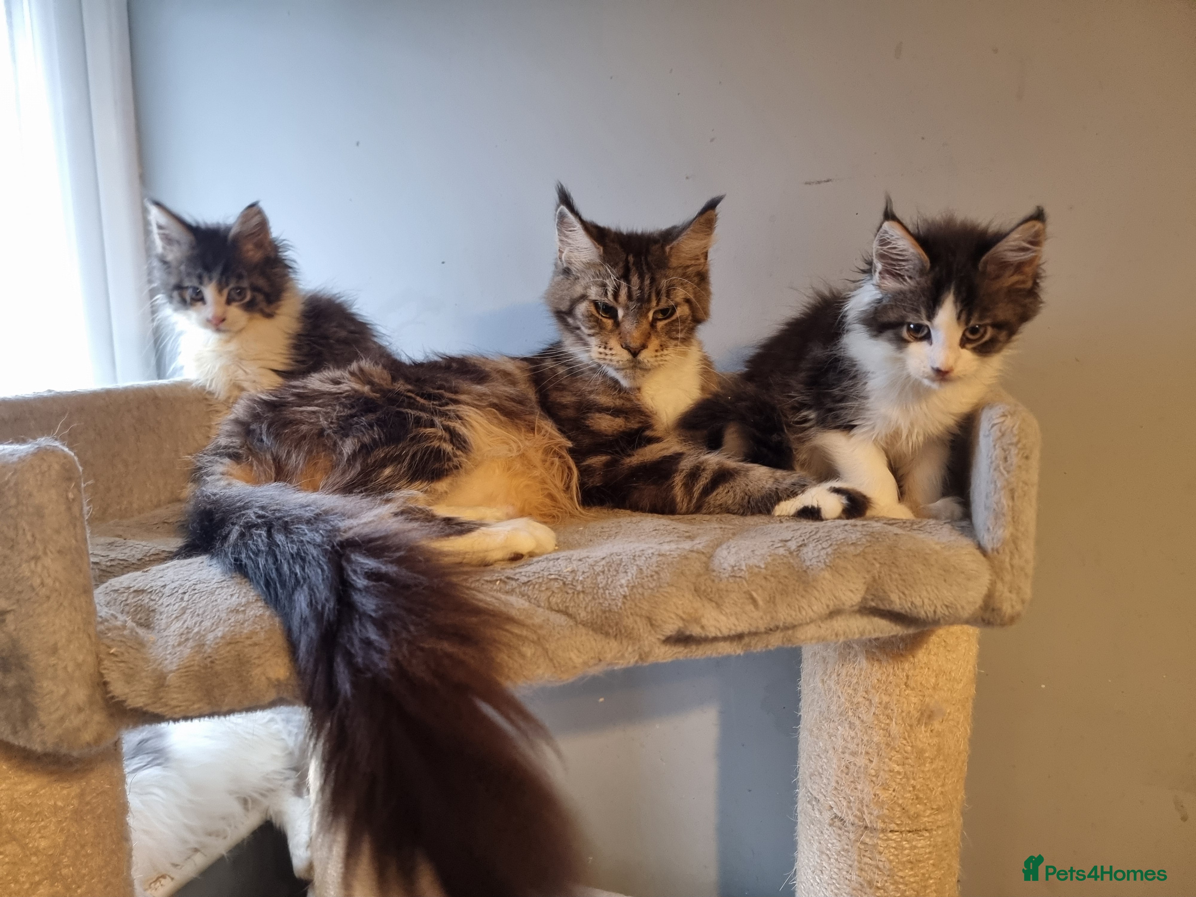 Maine Coon cats Beautiful Maine Coon kittens  - Advert 5