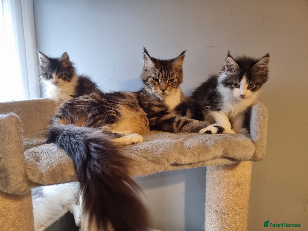 Maine Coon cats for sale: Beautiful Maine Coon kittens  - Advert 1