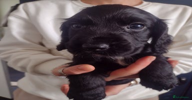 Cocker Spaniel dogs - Advert 7