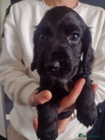 Cocker Spaniel dogs - Advert 7