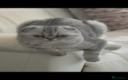 Scottish Fold cats for sale: Scottish female cat - Image 4