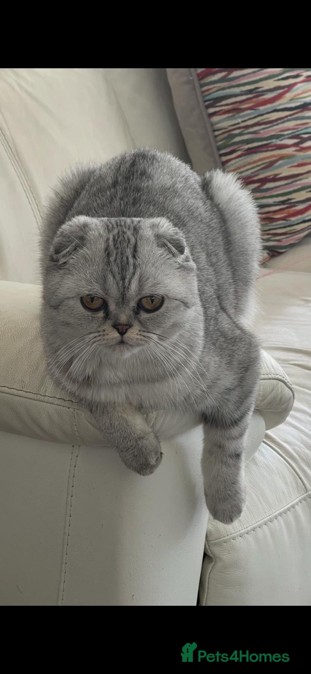 Scottish Fold cats for sale: Scottish female cat - Image 4