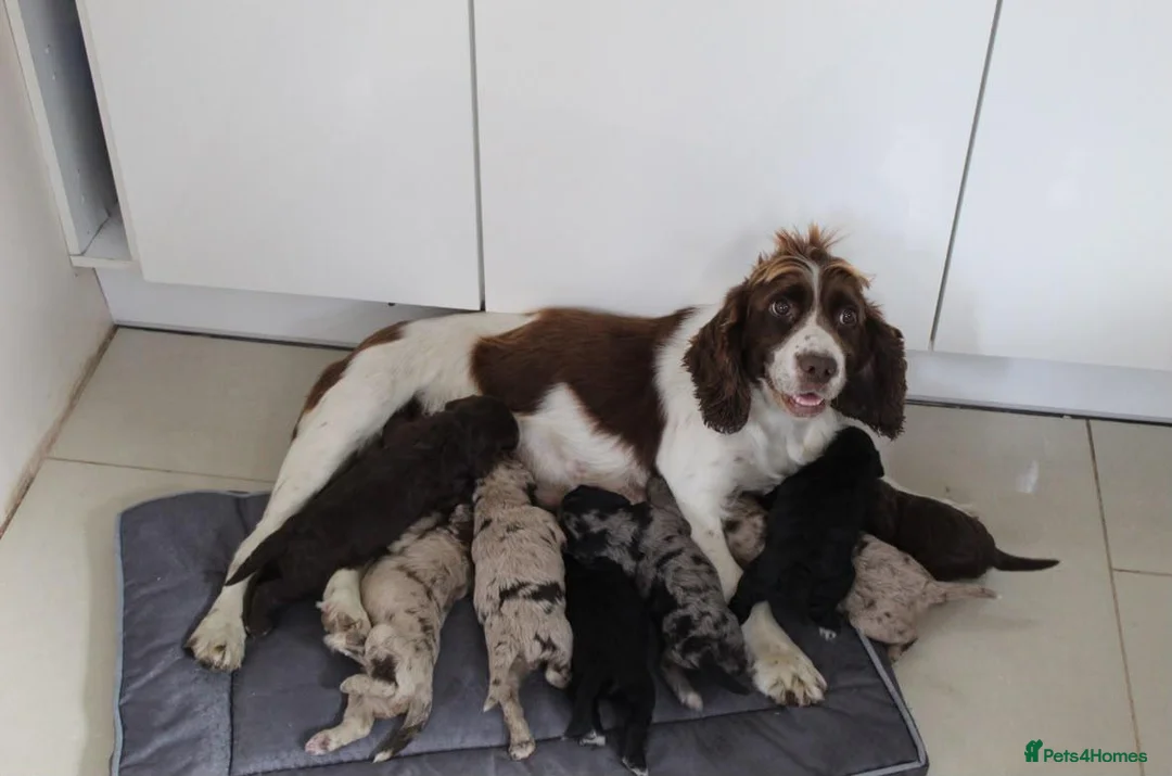 Cockapoo dogs for sale: Cockerpoo puppies  - Advert 1
