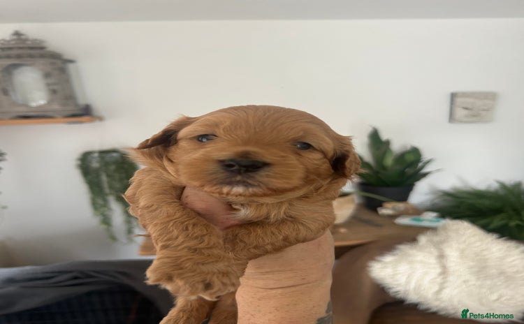 Maltipoo dogs - Advert 1