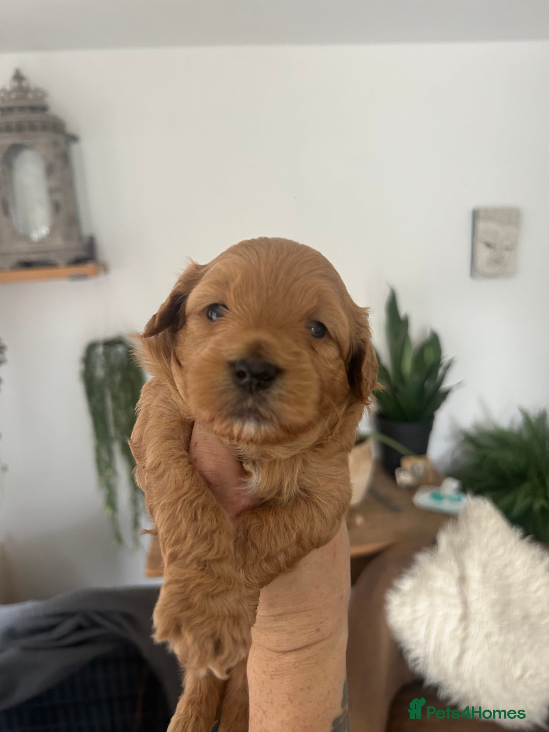 Maltipoo dogs for sale: Maltipoo puppies  - Image 1