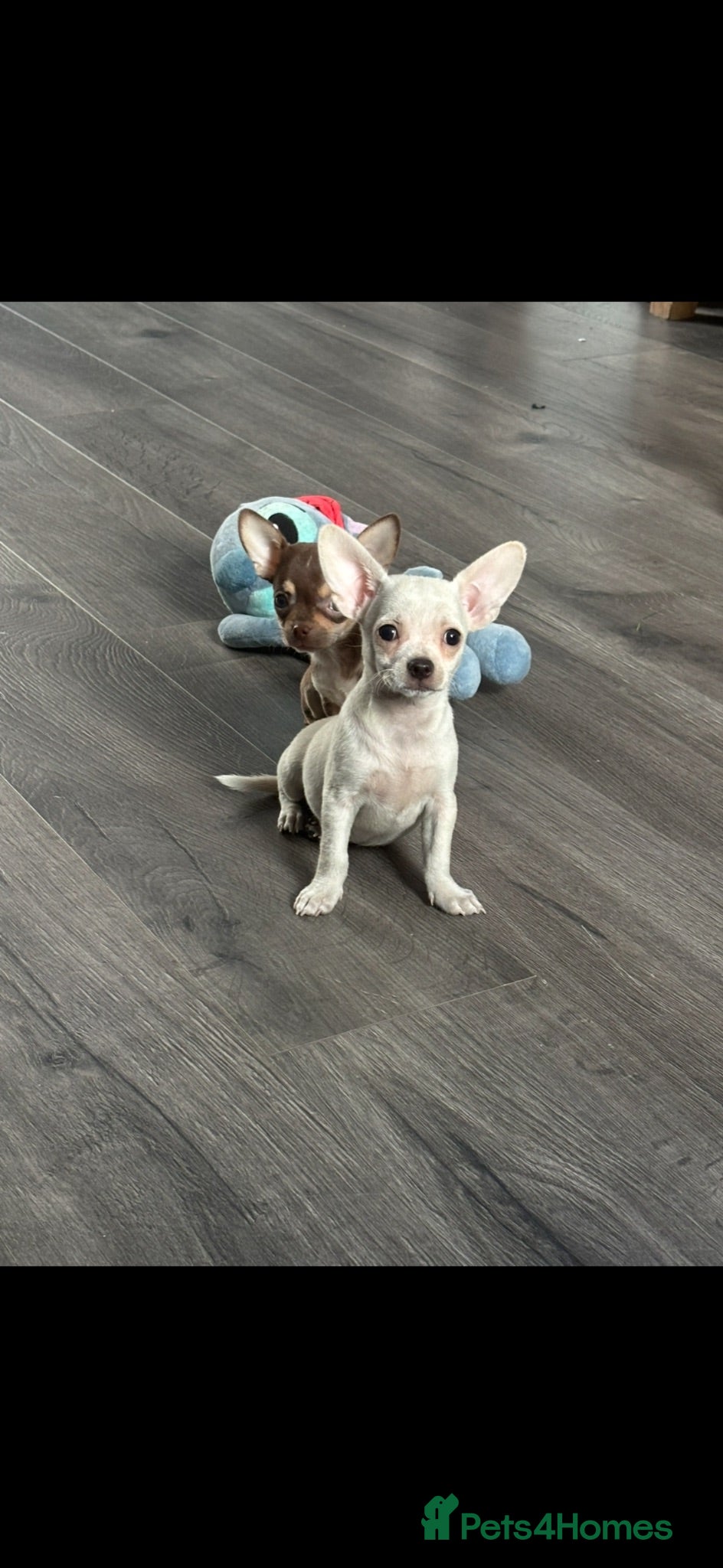 Chihuahua dogs Chihuahua puppy’s  - Advert 2
