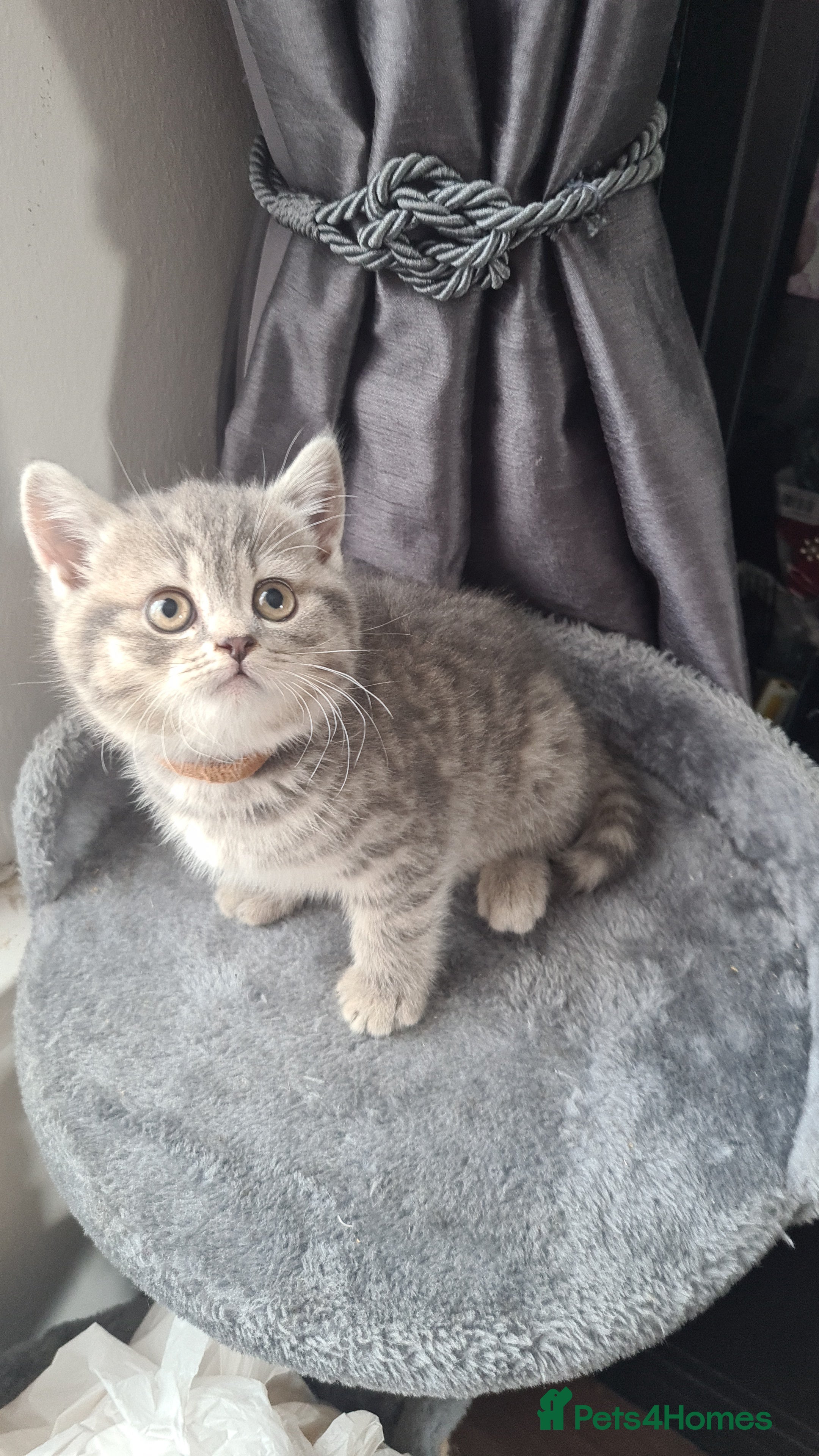 British Shorthair cats Adorable Bristh ShortHair kittens - Advert 14