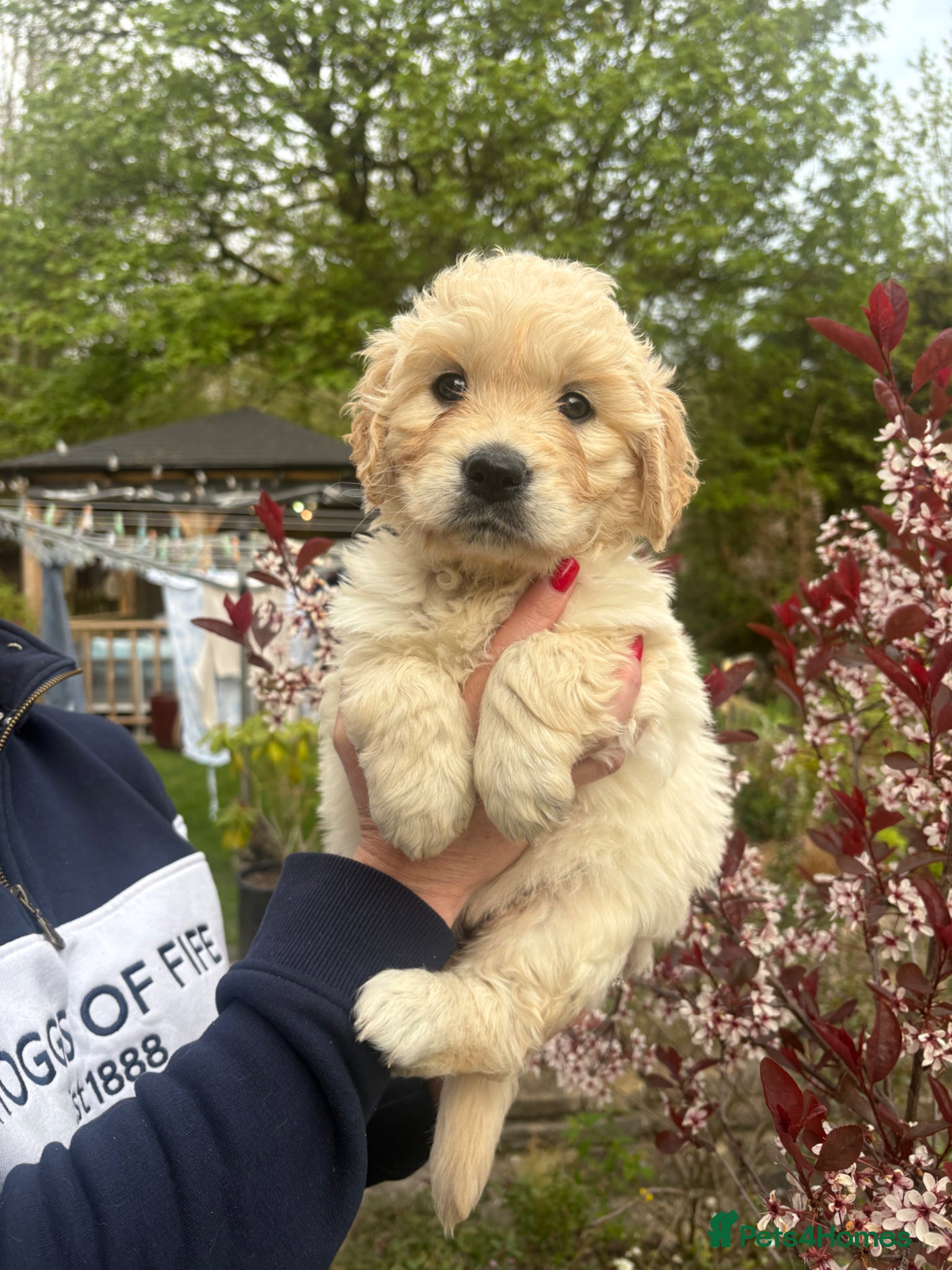 Golden Retriever dogs Beautiful KC registered golden retriever puppies❤️ - Advert 6