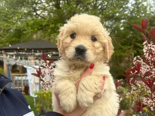 Golden Retriever dogs Beautiful KC registered golden retriever puppies❤️ - Advert 3