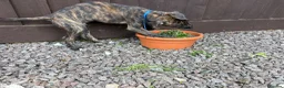 Lurcher dogs for sale: 9 lurcher pups in Skegness - Advert 27