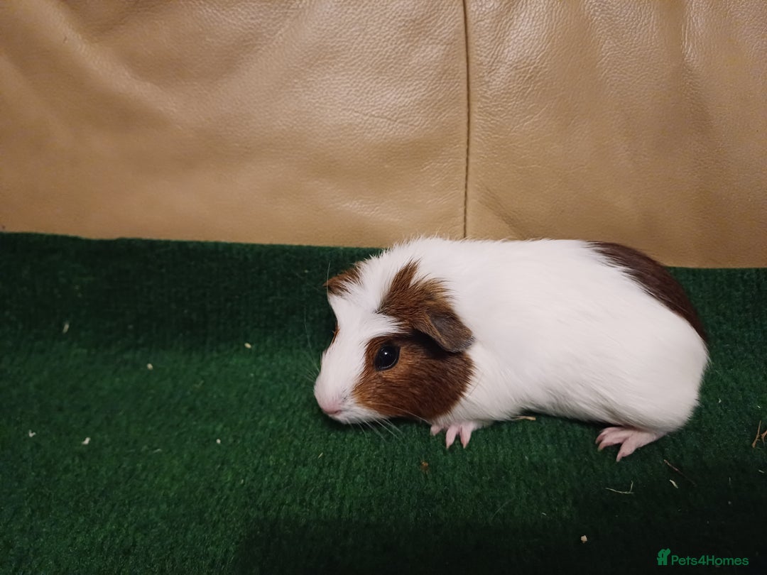 Guinea Pig rodents for sale: Adorable Female Baby Guinea Pigs - Image 8
