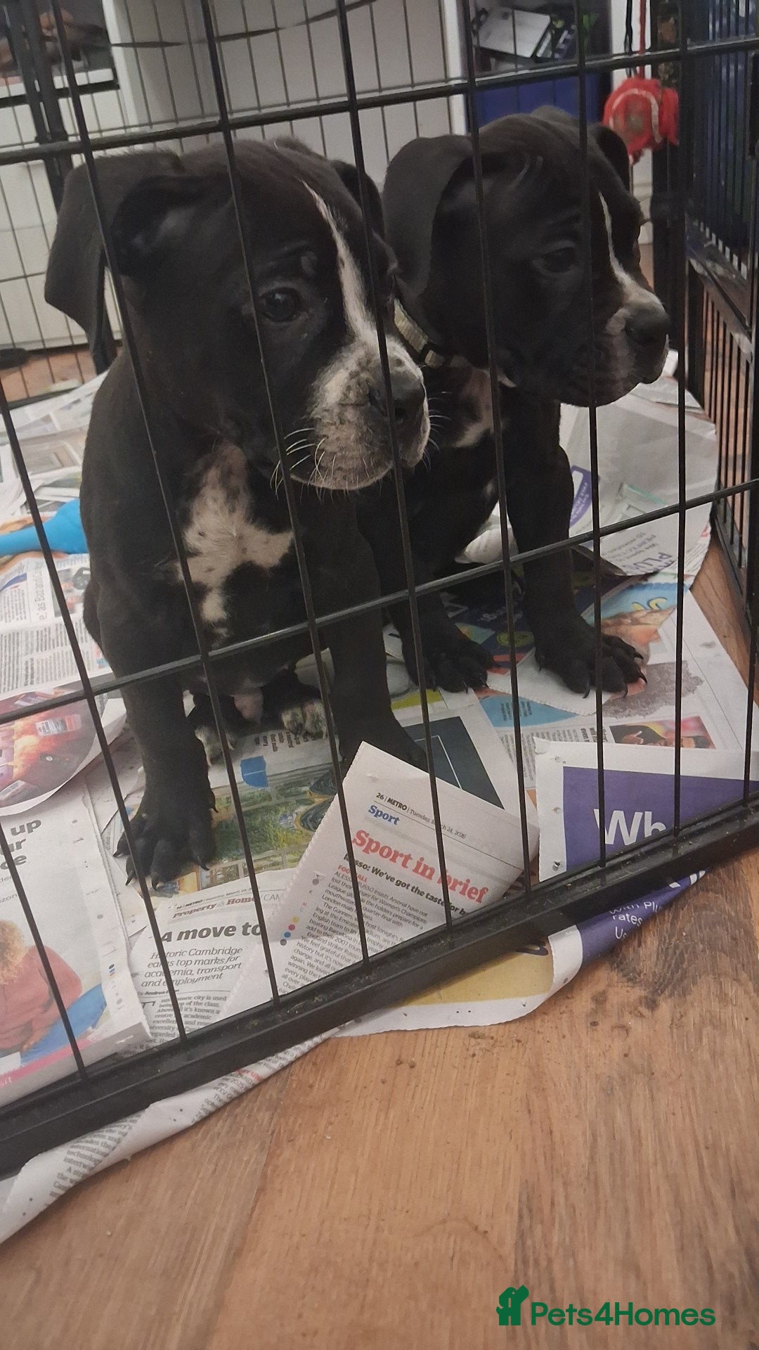 Mixed Breed dogs Alapaha Blue Blood Bulldog X Cane Corso Puppies  - Advert 1