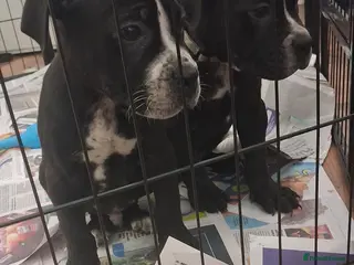 Mixed Breed dogs Alapaha Blue Blood Bulldog X Cane Corso Puppies - Advert 1