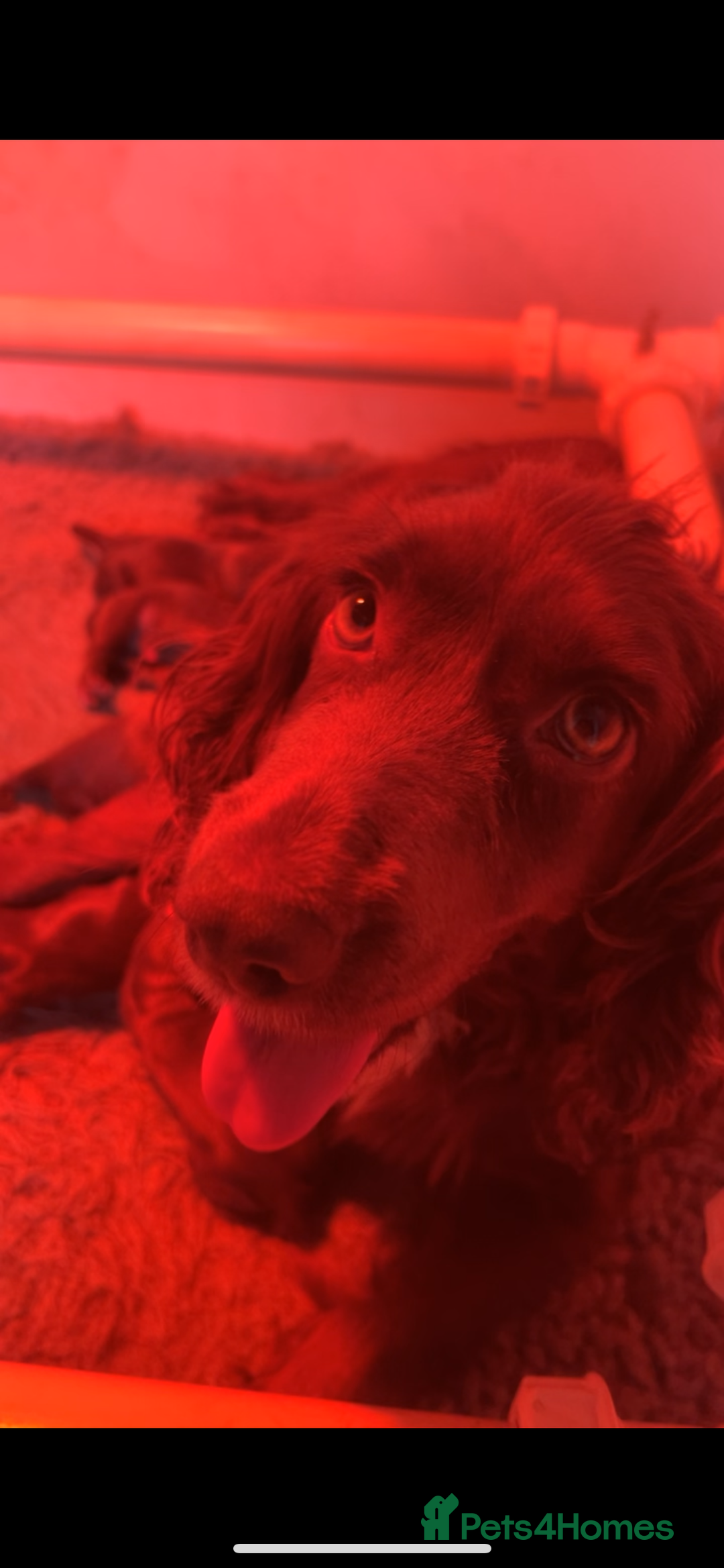 Cocker Spaniel dogs for sale: Beautiful KC Registered Cocker Spaniel Puppies 🐶  - Image 5