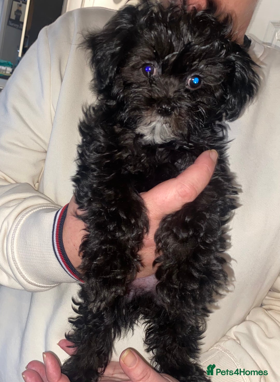 Maltipoo dogs for sale: Rare micro toy teddyface Korean/Asian maltipoos😍 - Advert 25