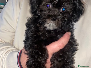 Maltipoo dogs Toy F1 dollface Korean/Asian maltipoos😍 - Advert 6